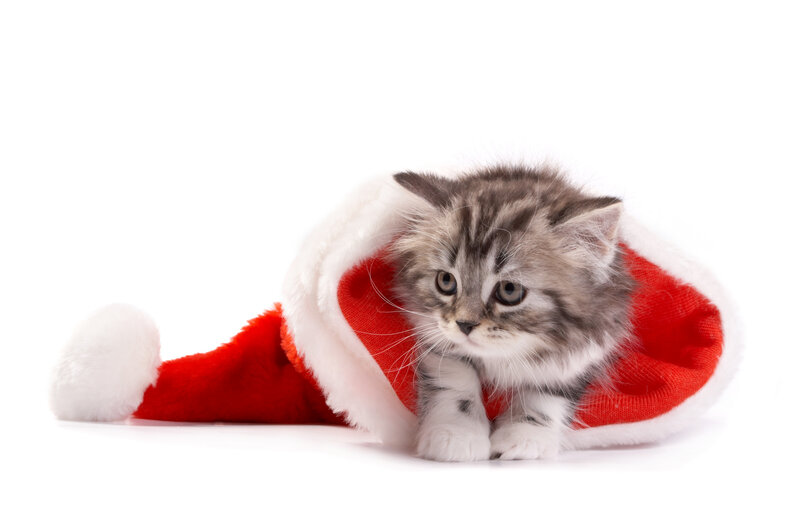 Kitten in Santa Hat — Red, Festive, Winter, Photograph, Santa Hat, White Background