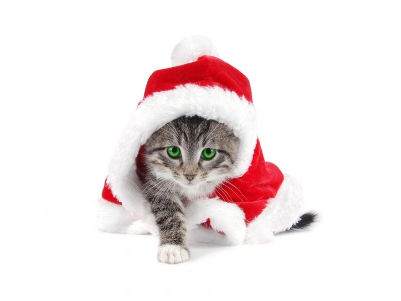 Kitten in Santa Hat — Red, Festive, Winter, Photograph