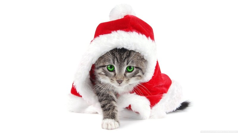 Kitten in Santa Hat — Red, Festive, Winter