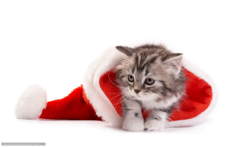 Kitten in Santa Hat — Red, Innocent, Photograph, Santa Hat