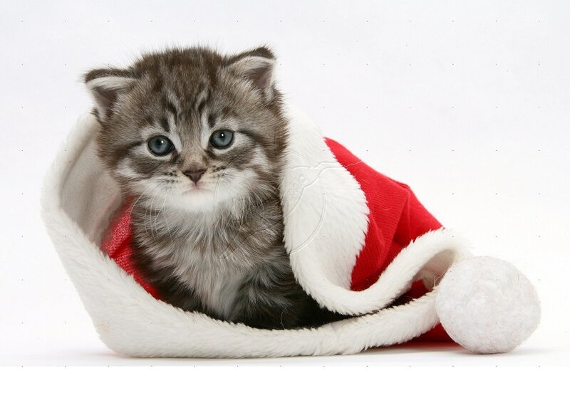 Kitten in Santa Hat — Red, Innocent, Photograph