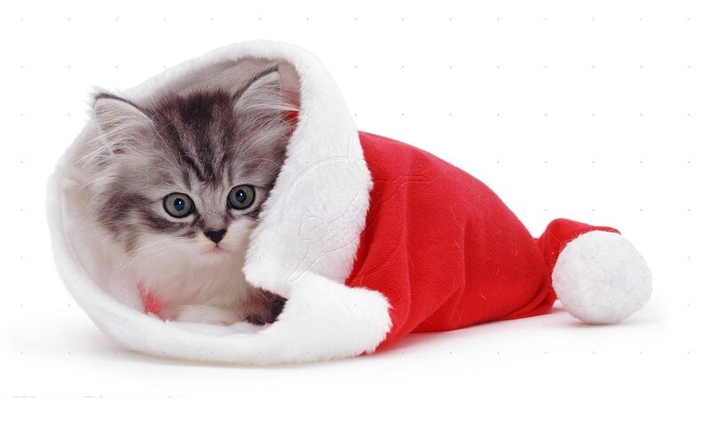 Kitten in Santa Hat — Red, Innocent, Winter