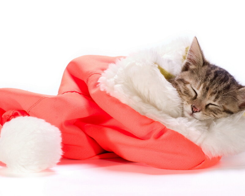 Kitten in Santa Hat — Red, Peaceful, Photograph