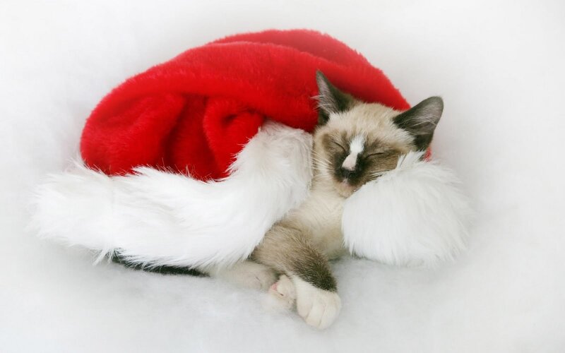 Kitten in Santa Hat — Red, Peaceful