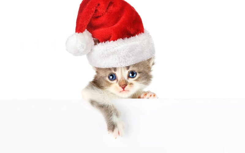 Kitten in Santa Hat — Red, Playful, Photograph