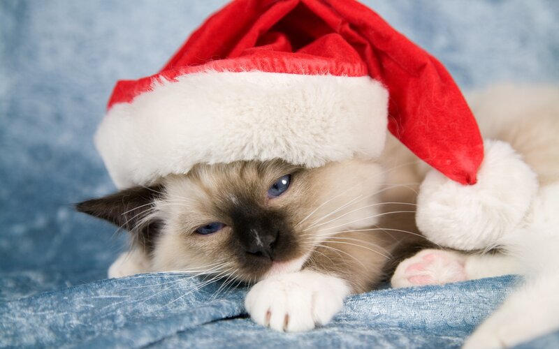 Kitten in Santa Hat — Red