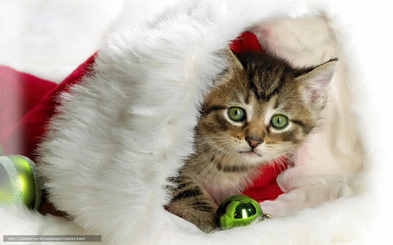 kitten in santa hat