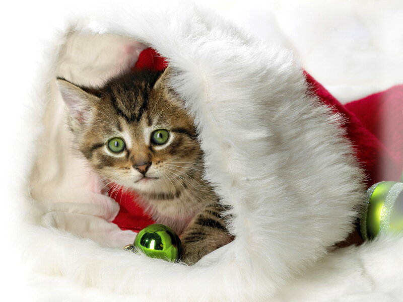 Kitten in Santa Hat — White, Festive