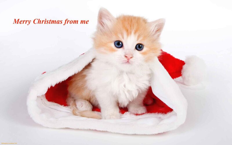 Kitten in Santa Hat — White, Festive, Winter, Photograph, Santa Hat