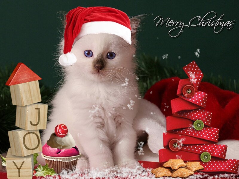 Kitten in Santa Hat — White, Festive, Winter, Photograph