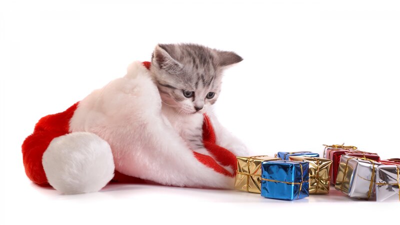 Kitten in Santa Hat — White, Festive, Winter