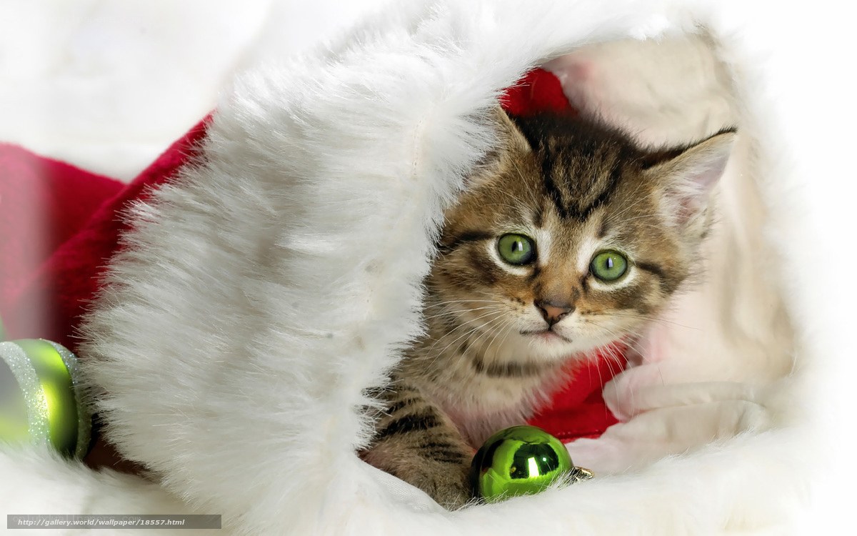 kitten in santa hat