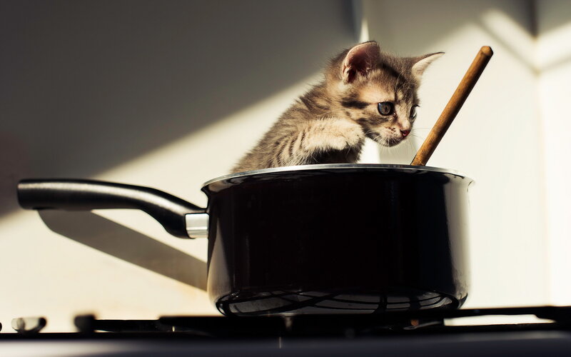 Kitten in Saucepan
