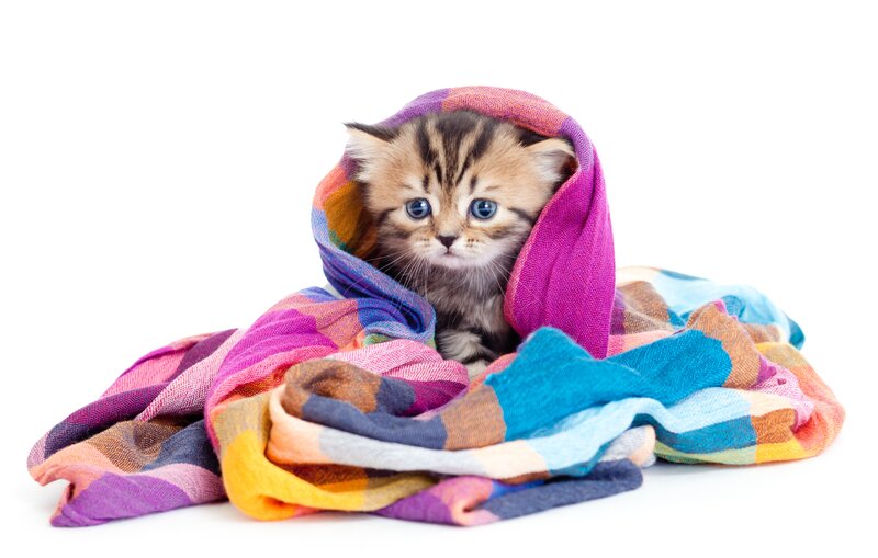 Kitten in Scarf