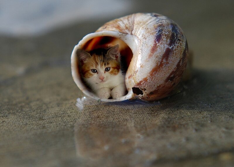 Kitten in Shell