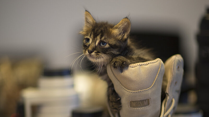 Kitten in Shoe — Gray