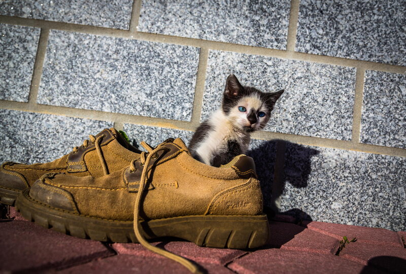 Kitten in Shoe