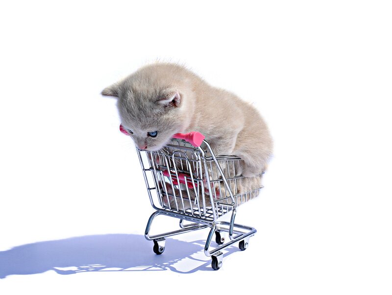 Kitten in Shopping Cart