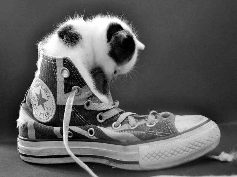 Kitten in Sneaker