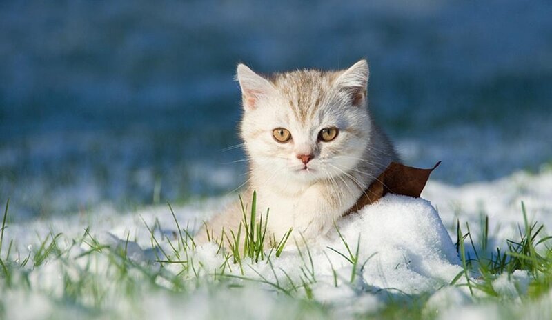 Kitten in Snow — White, Calm