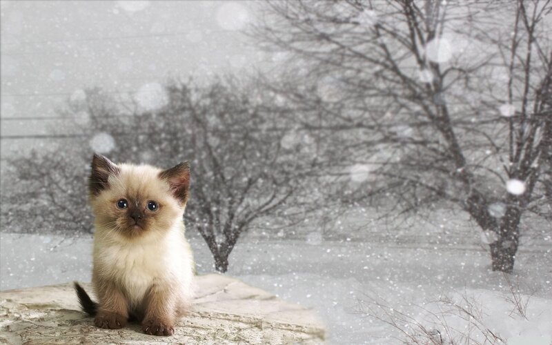 Kitten in Snow — White, Calm, Winter, Photograph