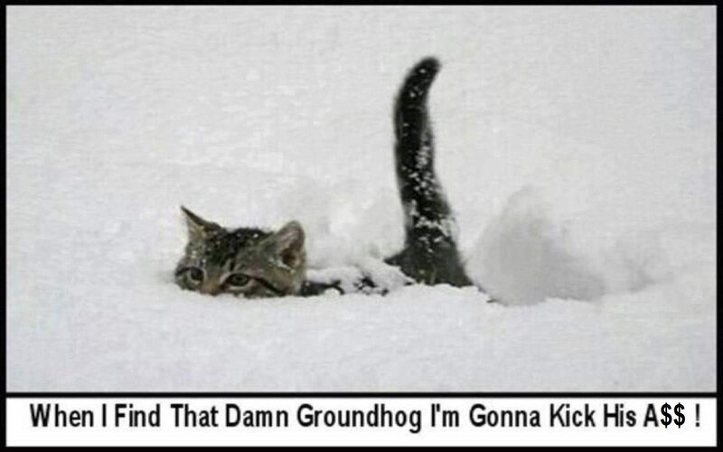 Kitten in Snow — White, Cold, Winter
