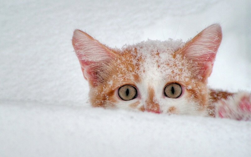 Kitten in Snow — White, Curious
