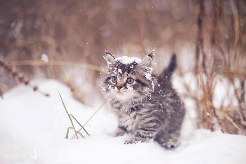 Kitten in Snow — White