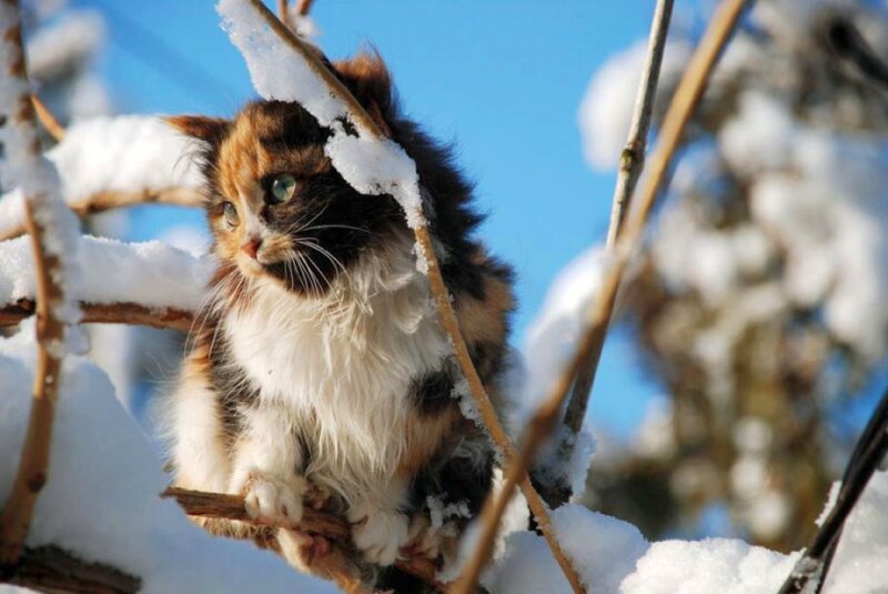 kitten in snowy branches