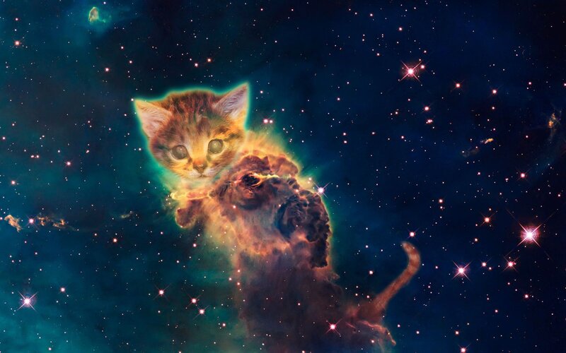 Kitten in Space Nebula