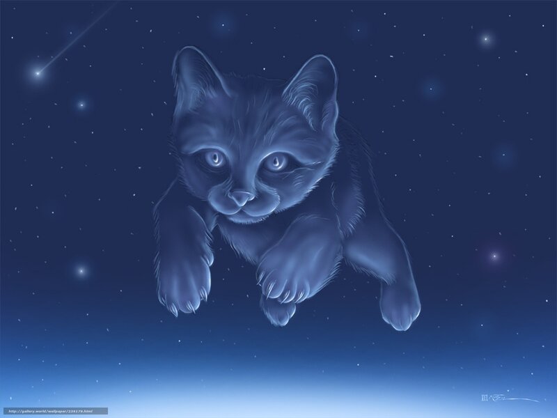 kitten in starry night