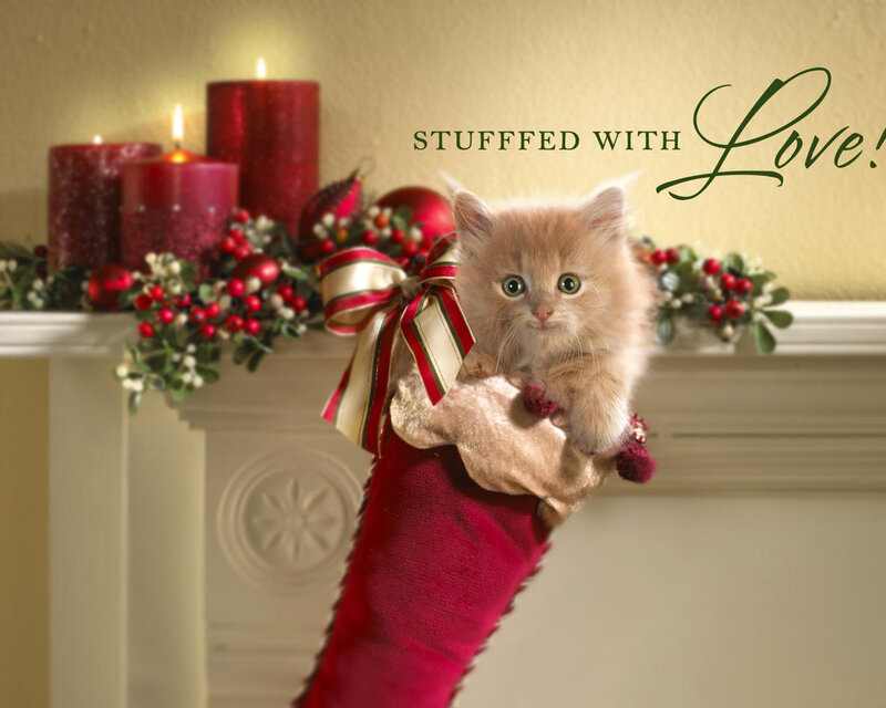 Kitten in Stocking — Red, Festive