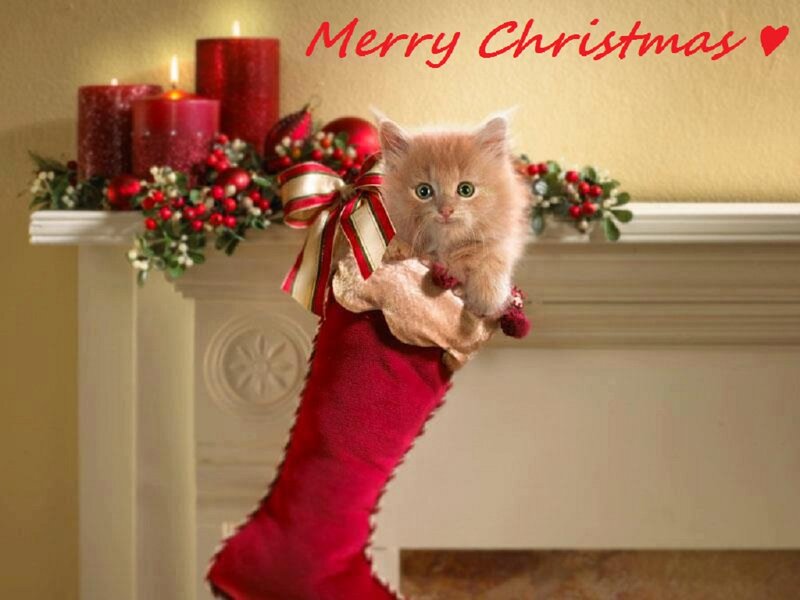Kitten in Stocking — Red, Festive, Winter