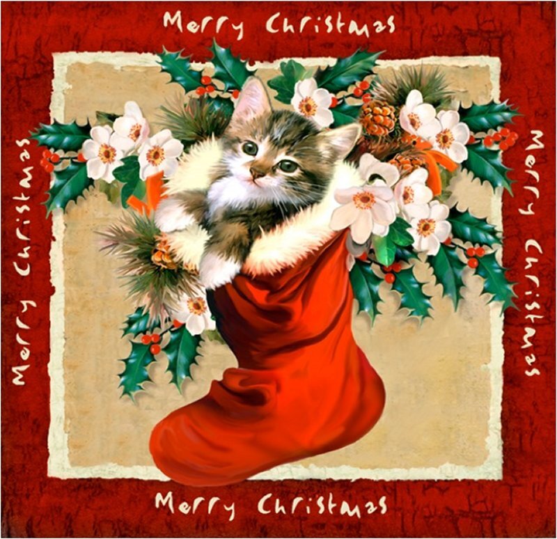 Kitten in Stocking — Red
