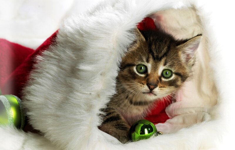 Kitten in Stocking
