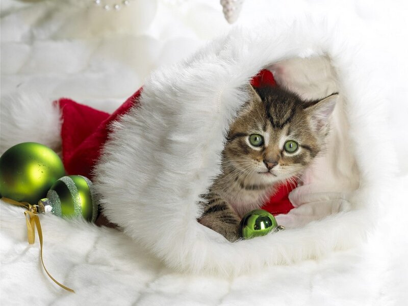 Kitten in Stocking — White, Festive