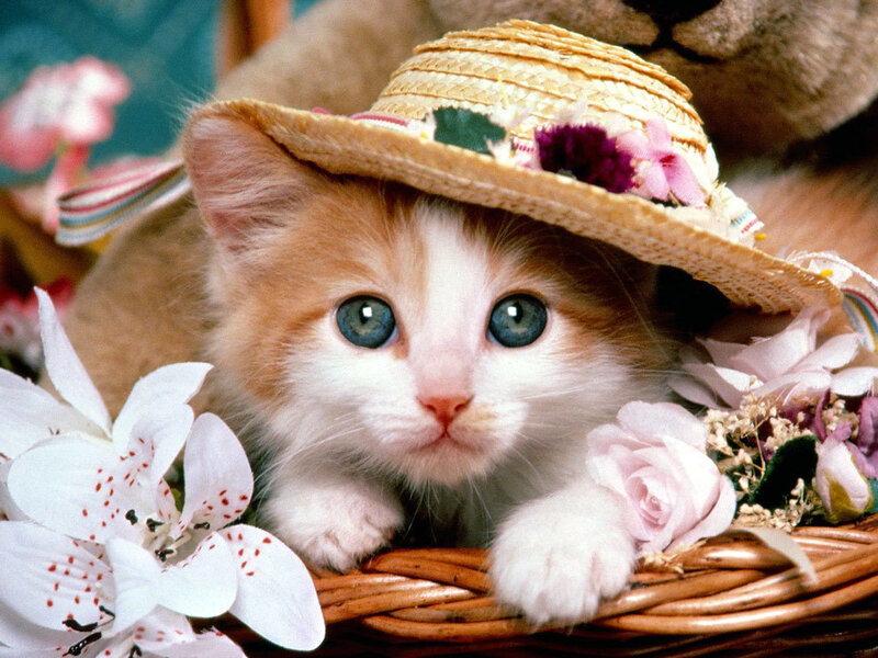 Kitten in Straw Hat — Calm