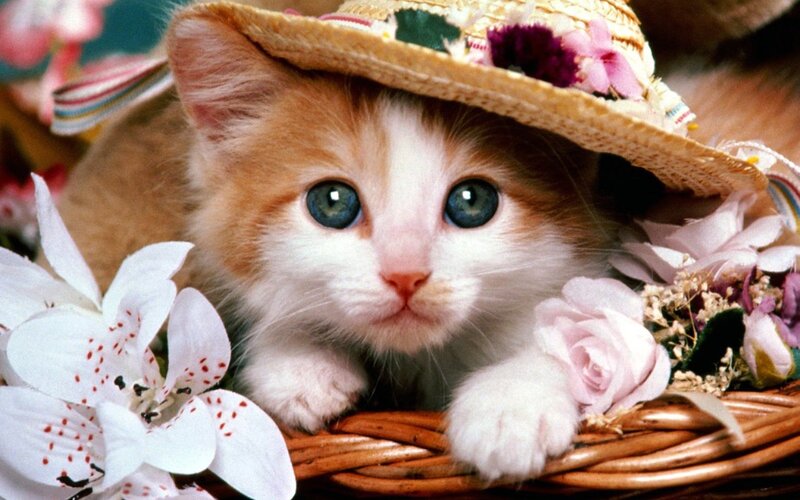 Kitten in Straw Hat — White, Calm, Photograph, Straw Hat