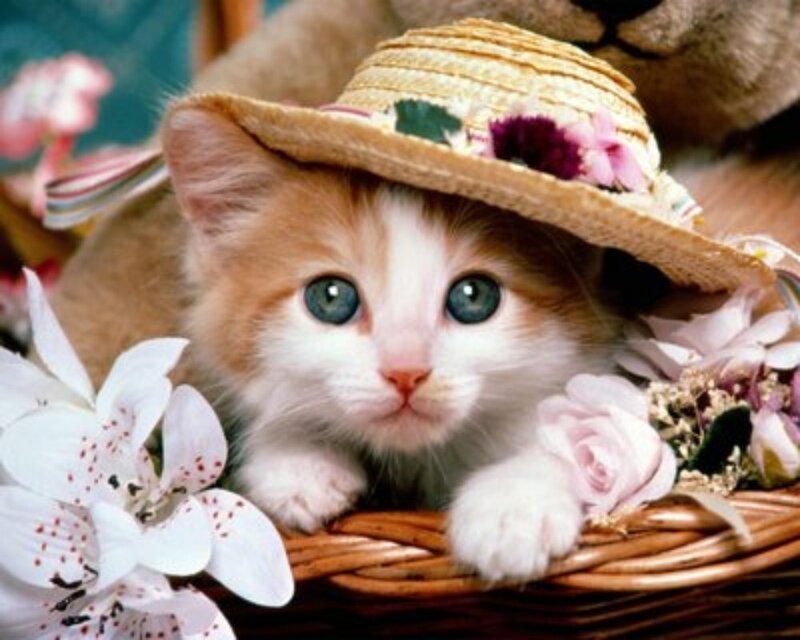 Kitten in Straw Hat — White, Calm, Photograph