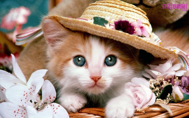 Kitten in Straw Hat — White, Calm