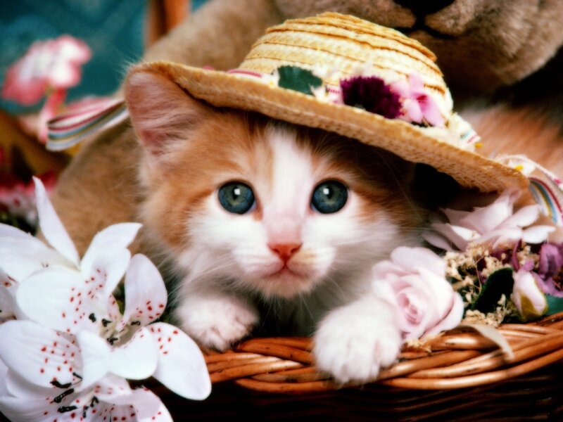 Kitten in Straw Hat — White, Cute, Photograph