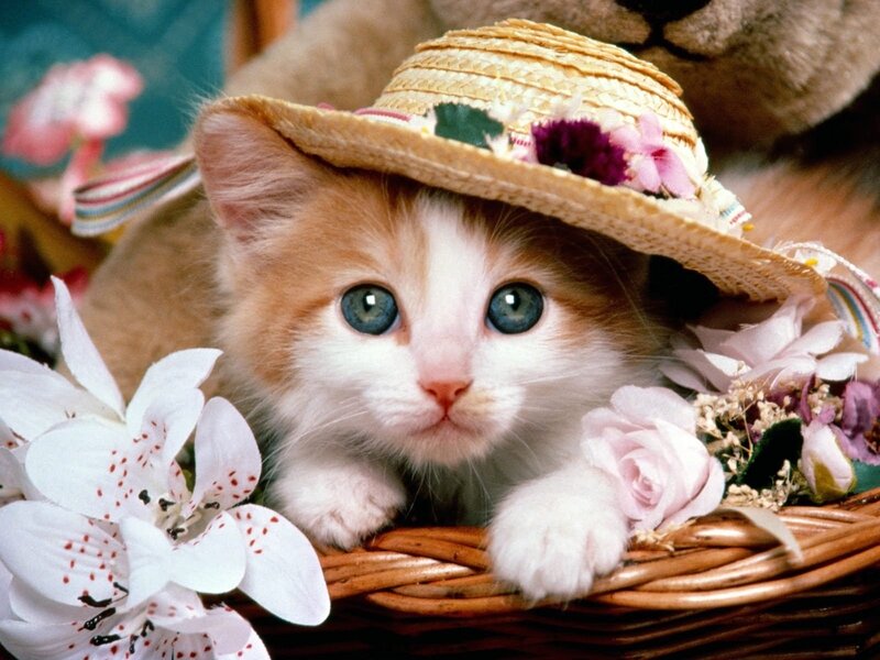 Kitten in Straw Hat — White, Cute