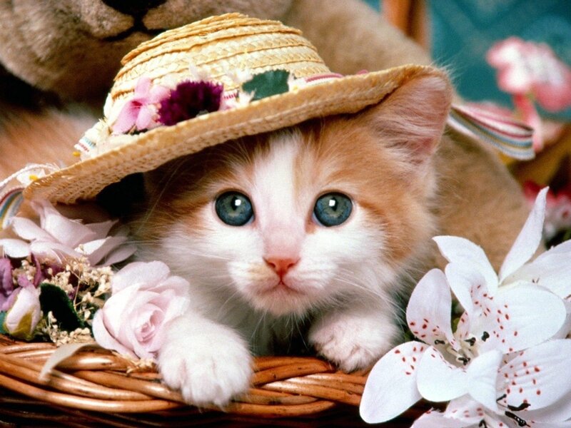 Kitten in Straw Hat — White