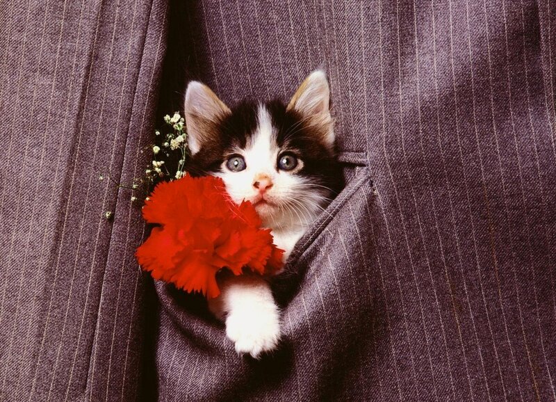 Kitten in Suit Pocket — Gray