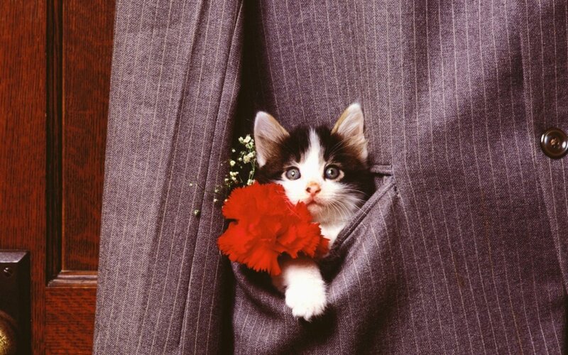 Kitten in Suit Pocket