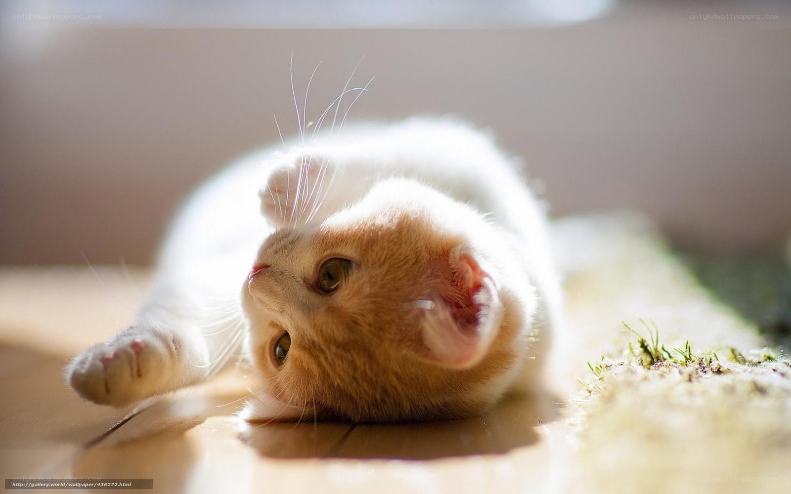 kitten in sunbeam