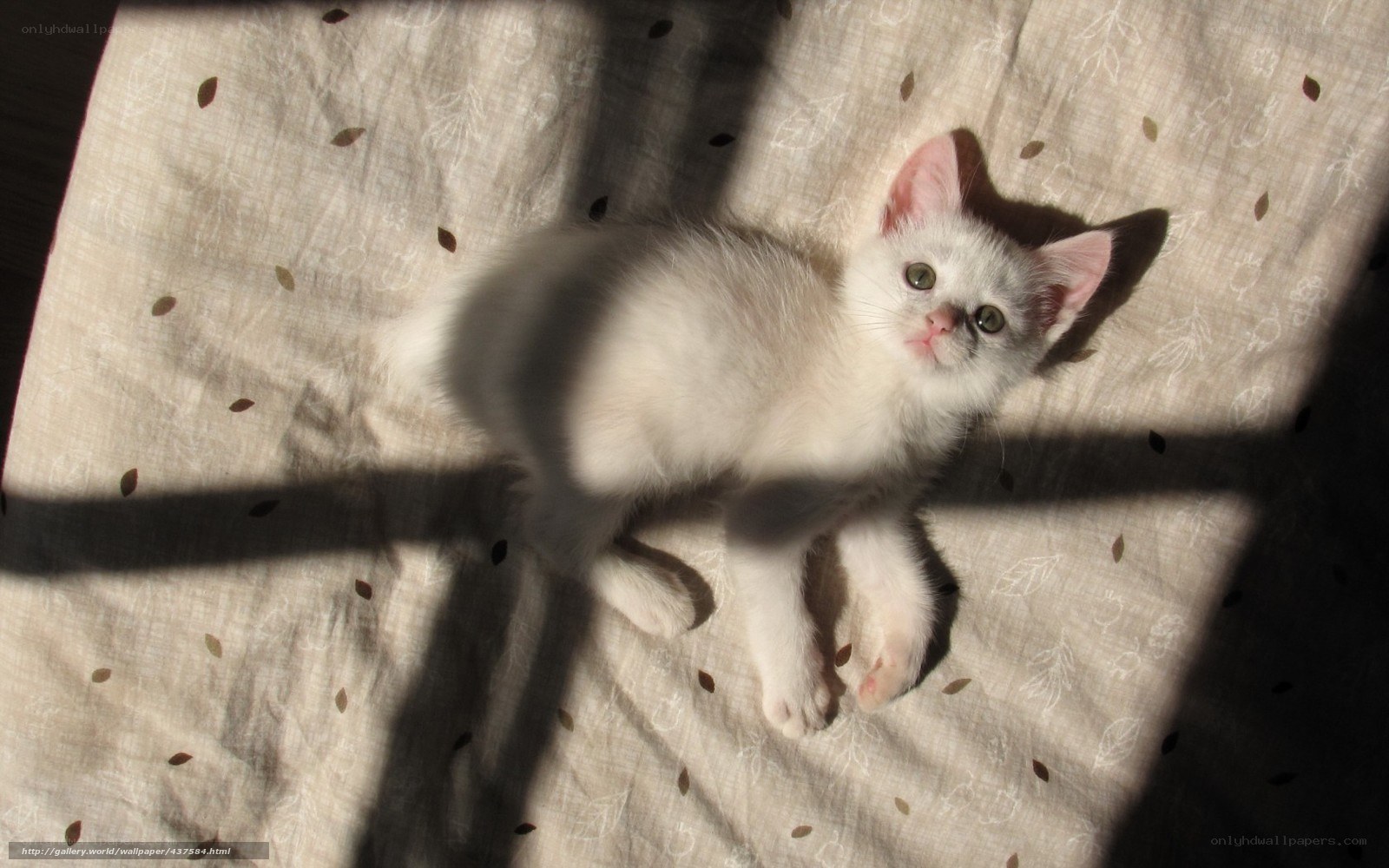 kitten in sunbeam