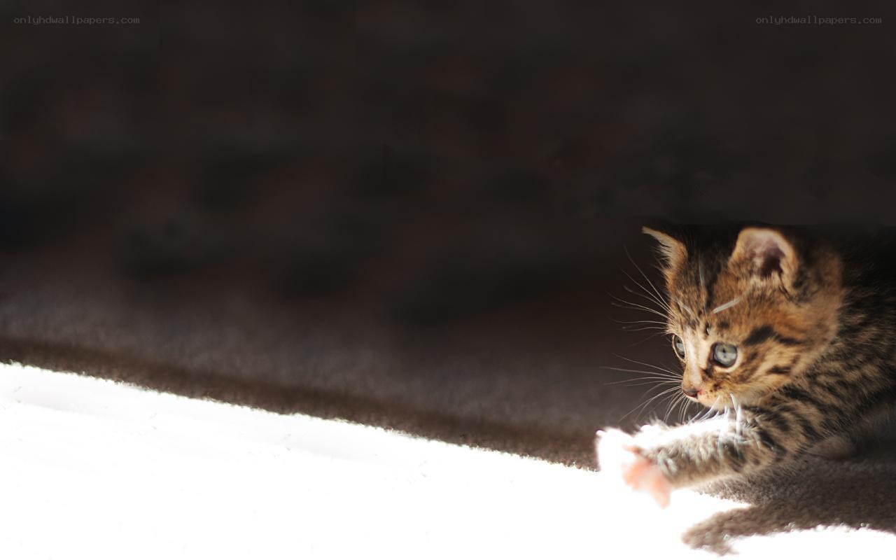 kitten in sunbeam