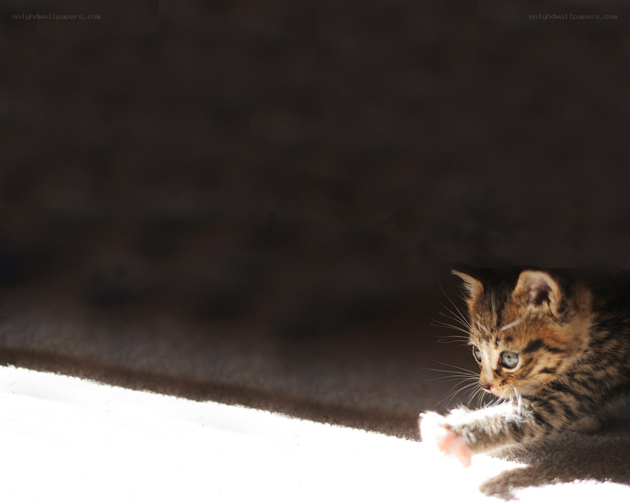 kitten in sunbeam