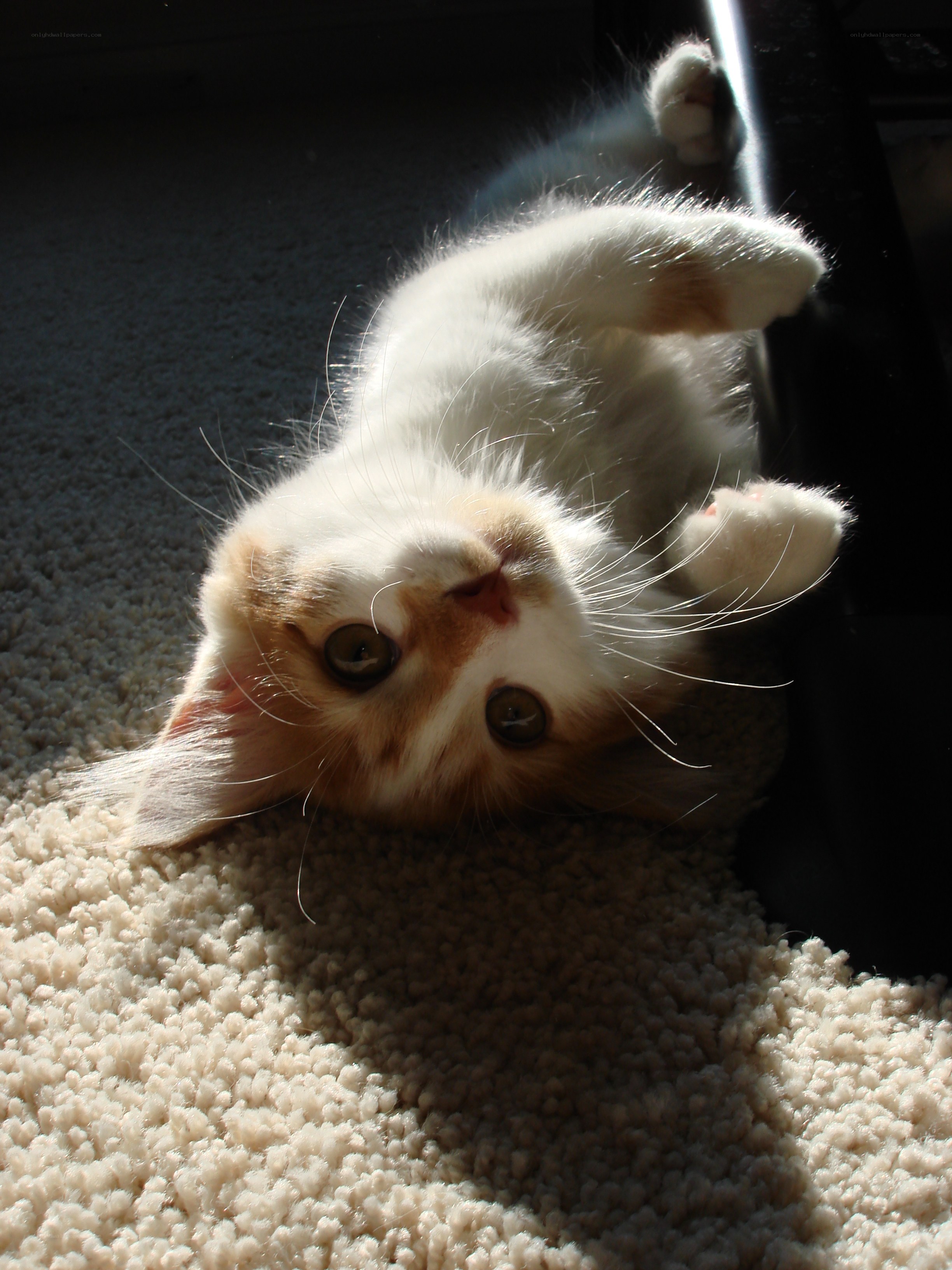 kitten in sunbeam